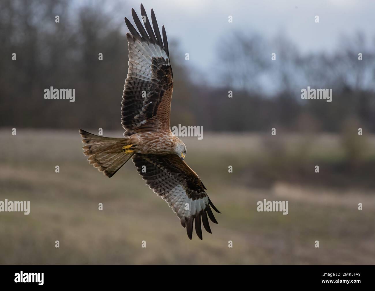 Nahaufnahme eines Roten Drachen (Milvus milvus), der vor einem Waldhintergrund fliegt. Vom Aussterben des Vereinigten Königreichs zurückgebracht. Suffolk Stockfoto