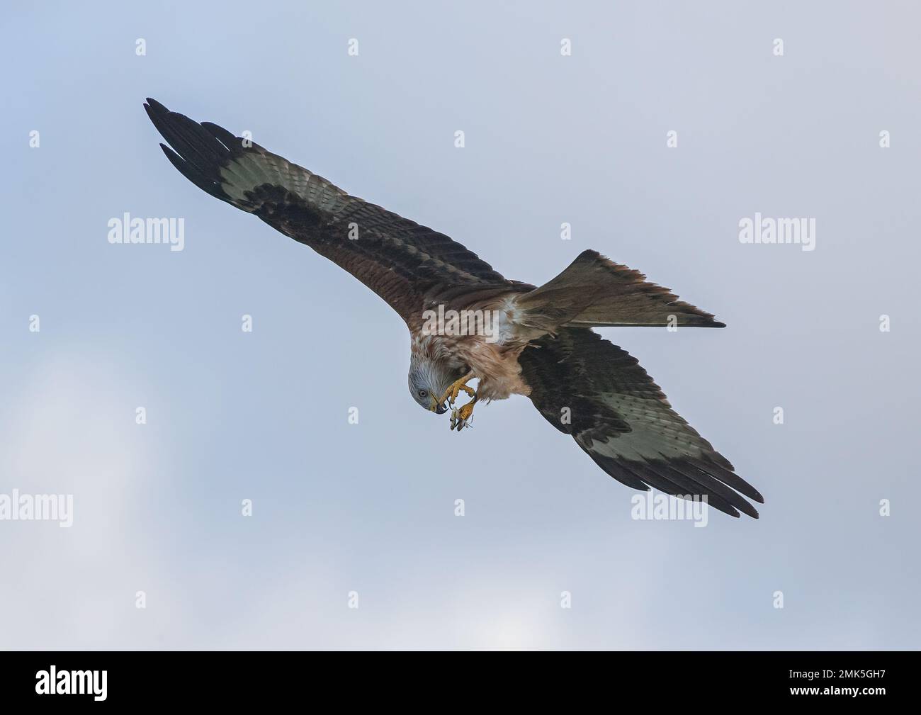 Nahaufnahme eines Roten Drachen (Milvus milvus), der zeigt, dass er agilisiert ist und ein Stück gesplättetes Essen auf dem Flügel isst. Suffolk, Großbritannien. Stockfoto