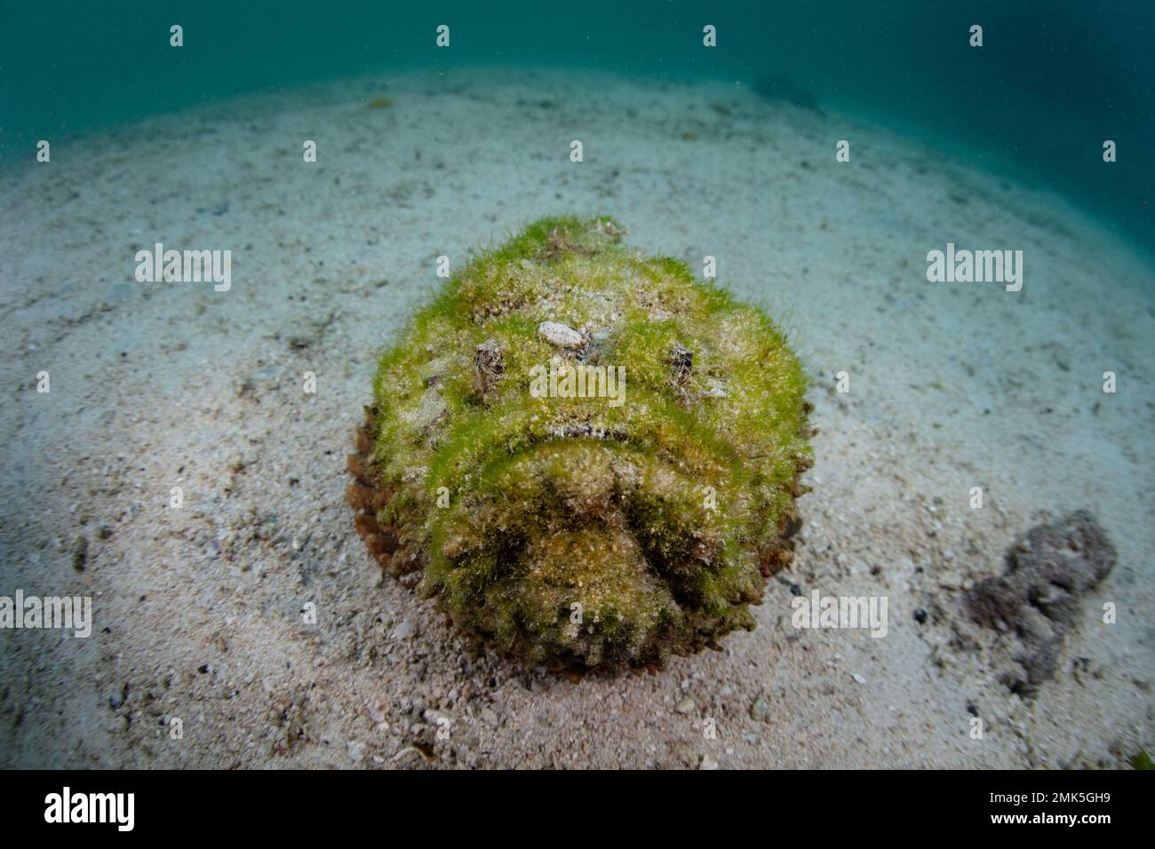 Ein Steinfisch, Synanceia verrucosa, befindet sich auf einem flachen Meeresboden in Raja Ampat, Indonesien. Diese Spezies ist der giftigste Fisch der Welt. Stockfoto
