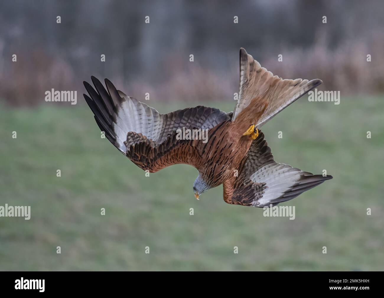 Einzigartige Aufnahme eines Roten Drachen (Milvus milvus) in die Luft, während er mit dem spektakulären Tauchgang beginnt, um Beute auf dem Boden zu fangen. Suffolk, Großbritannien. Stockfoto