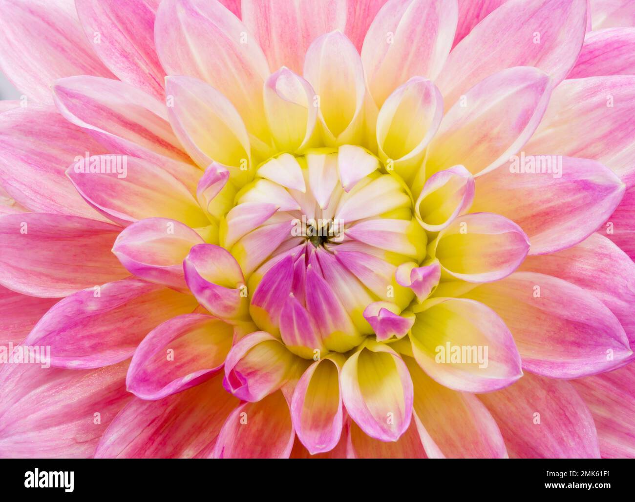 Dahlia-Blume. Pink und Gelbgrün. Canfield Fair. Mahoning County Fair. Canfield, Youngstown, Ohio, USA. Stockfoto