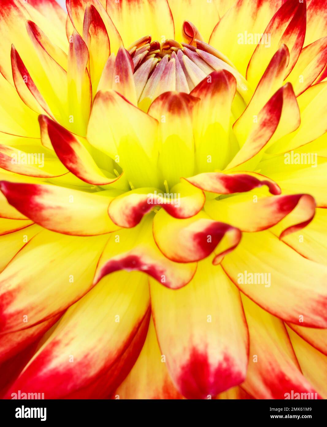 Dahlia-Blume. Gelb, grün und rot. Canfield Fair. Mahoning County Fair. Canfield, Youngstown, Ohio, USA. Stockfoto