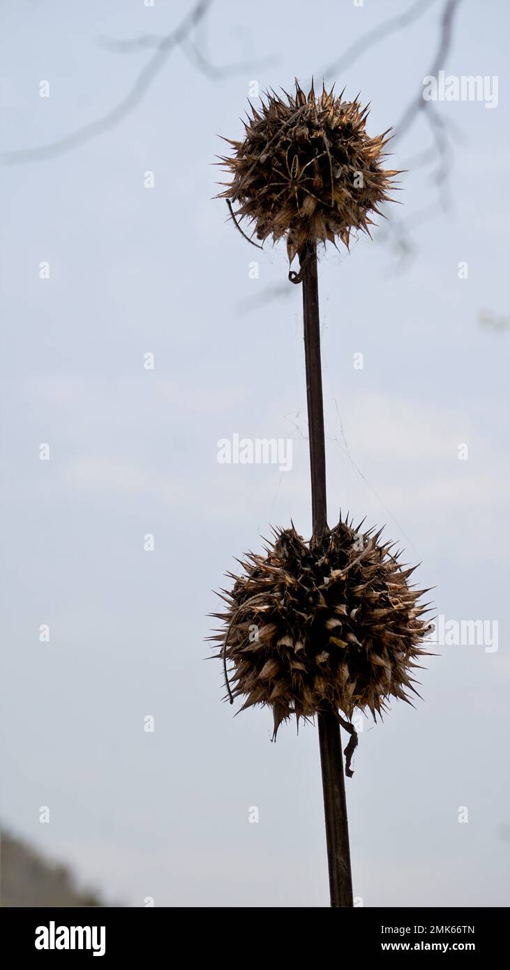 Eine Nahaufnahme der Trockenfrüchte von Leonotis nepetifolia gehört zur Familie Lamiaceae oder Mint, auch bekannt als Klipp Dagga, Lions Ear usw. Stockfoto