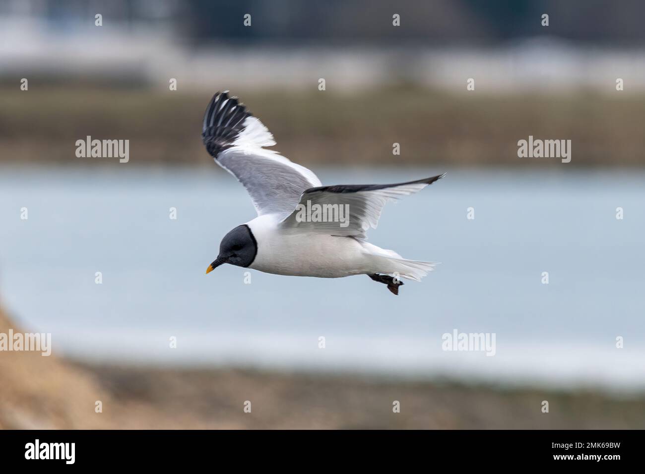 Sabine's Gull (Xema sabini), ausgewachsener Vogel in voller Zucht, eine Seltenheit im Southmoor Nature Reserve, Langstone Harbour, Hampshire, England, Großbritannien Stockfoto