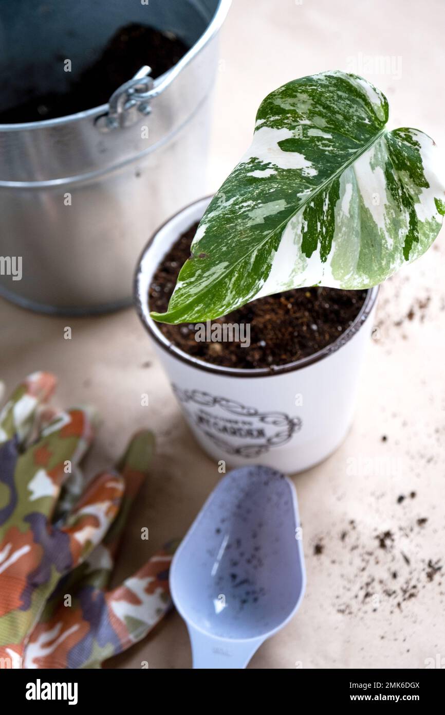 Wurzelsprossen von Philodendron Monstera Alba zum Eintopfen. Vermehrung von Hauspflanzen, Stecklingen und Kultivierung Stockfoto