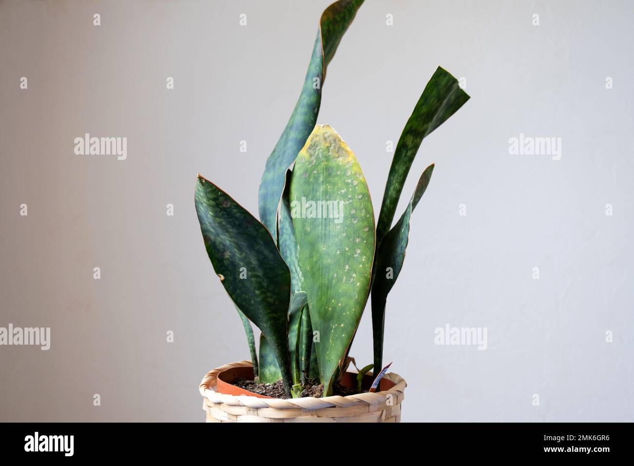 Probleme des Anbaus von sansevieria, Pilze auf Blttern, Infektion, gelbe  Bltter, Wurzelfule. Pflanzenrettung, Behandlung von Krankheiten von  Topfpflanzen Stockfotografie - Alamy