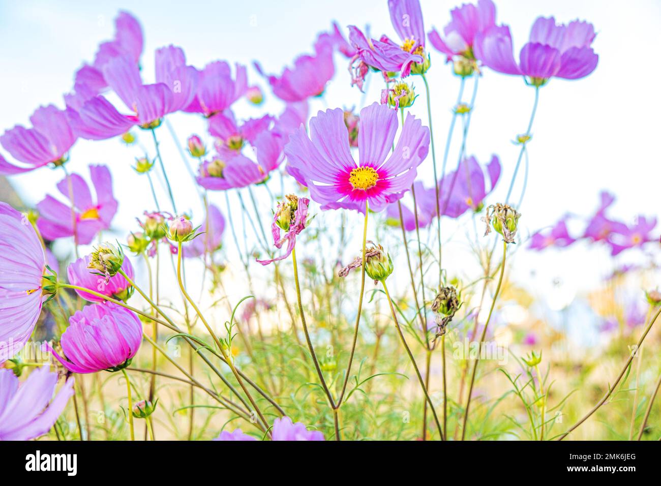 Feld mit rosafarbenen Kosmos-Blüten, pastellfarbener Frühlingsgrund Stockfoto