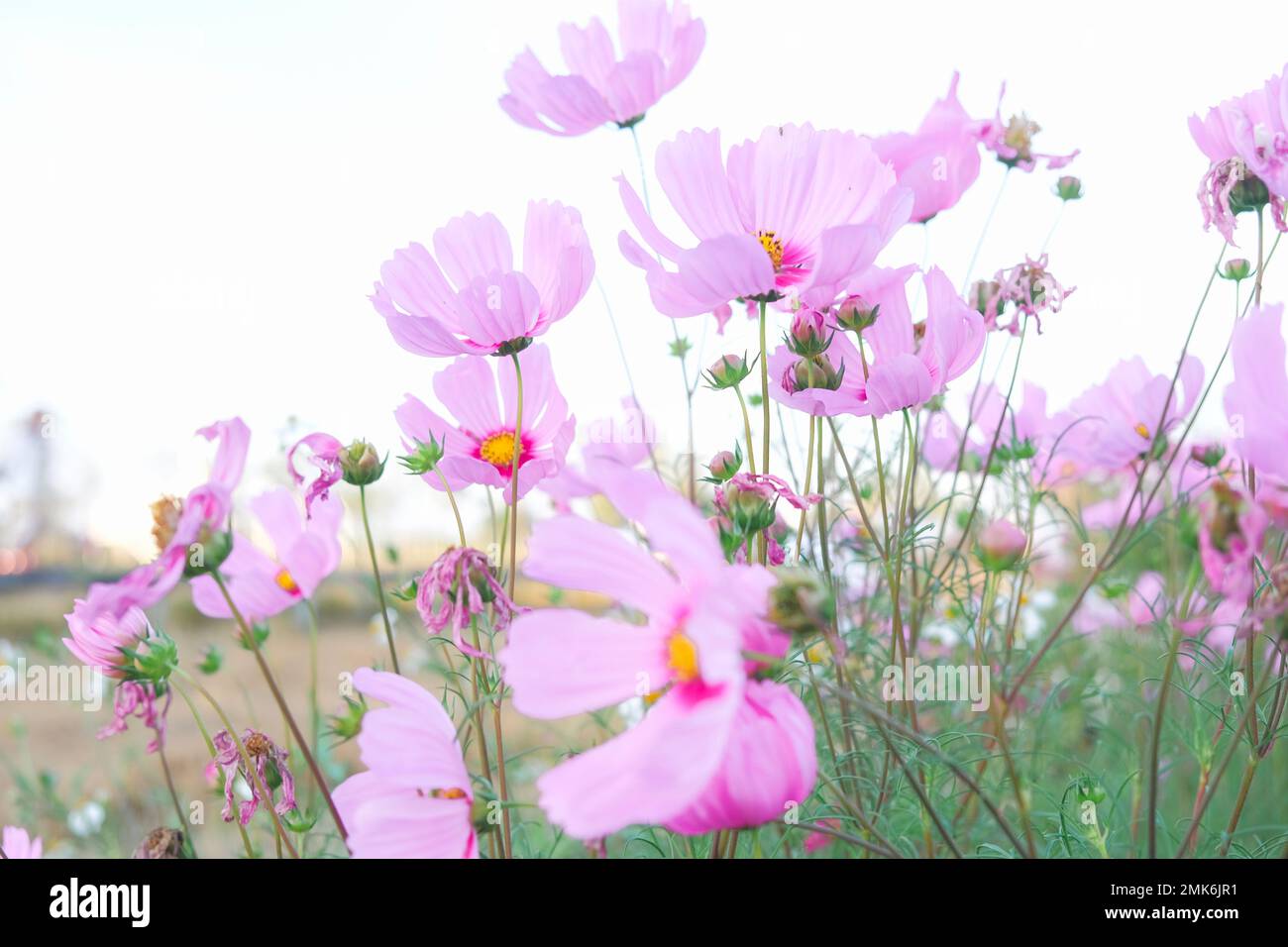 Feld mit rosafarbenen Kosmos-Blüten, pastellfarbener Frühlingsgrund Stockfoto
