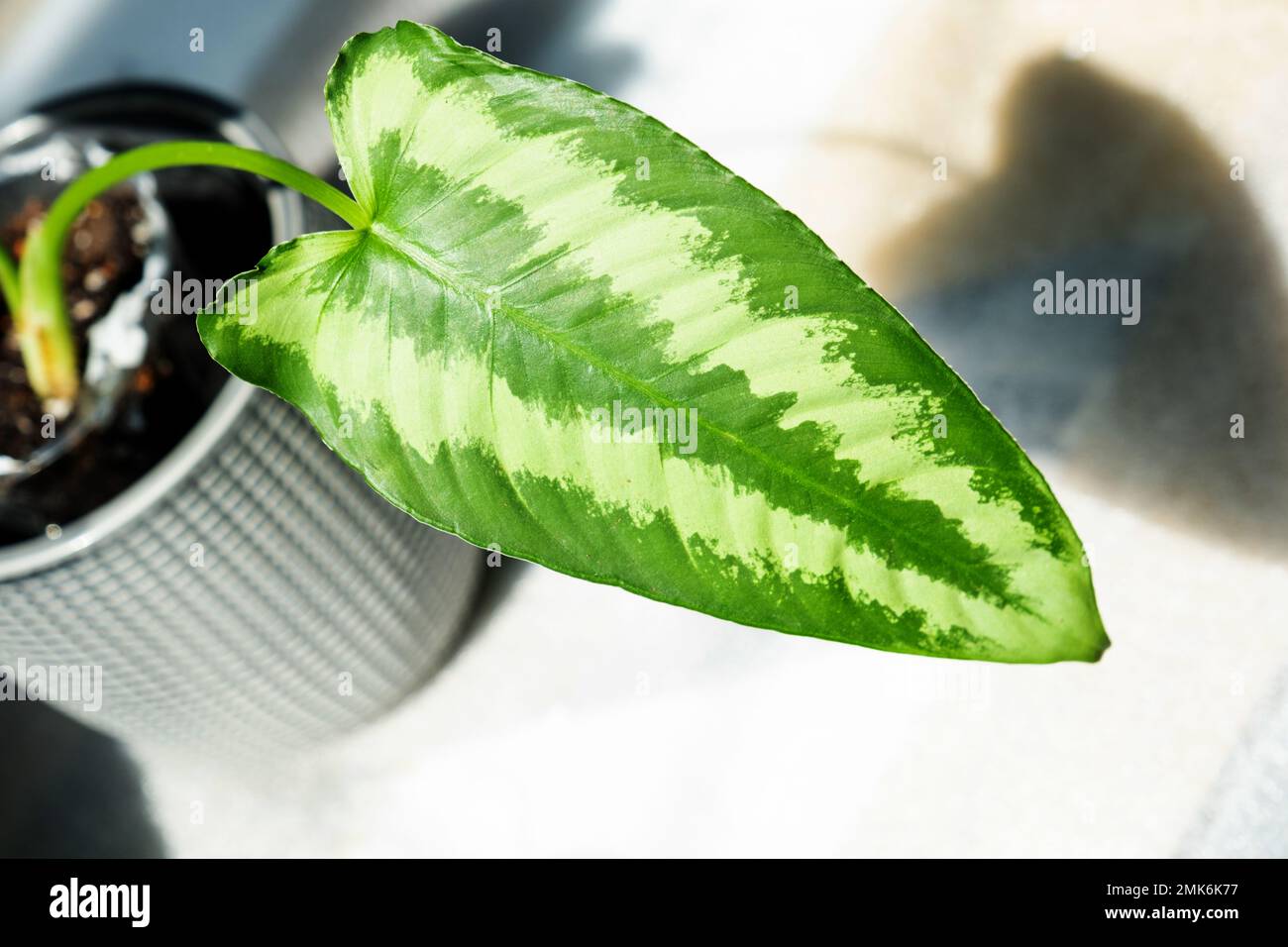 Eine seltene Hauspflanze Schismatoglottis, Innenraum und Aquarium, feuchtigkeitsliebende tropische Pflanze. Zucht und Anbau anspruchsvoller Topfpflanzen und für Re Stockfoto