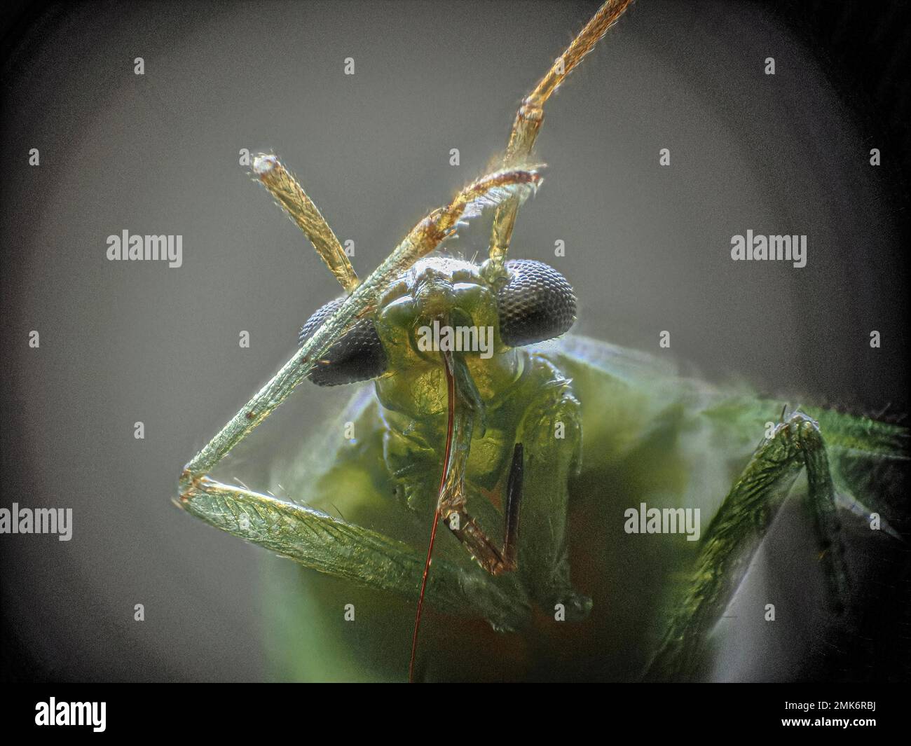 Thunderfly, Insekt, Extreme Macro, Deutschland Stockfoto