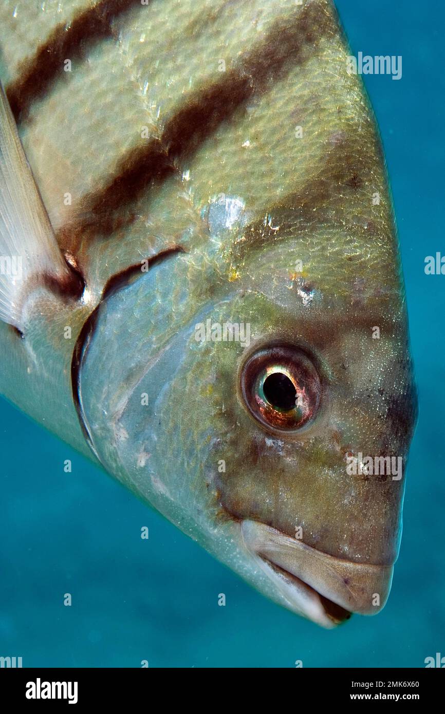 Nahaufnahme des Kopfes der großen weißen Fleckbrasse (Diplodus sargus), Ostatlantik, Fuerteventura, Kanarische Inseln, Spanien Stockfoto