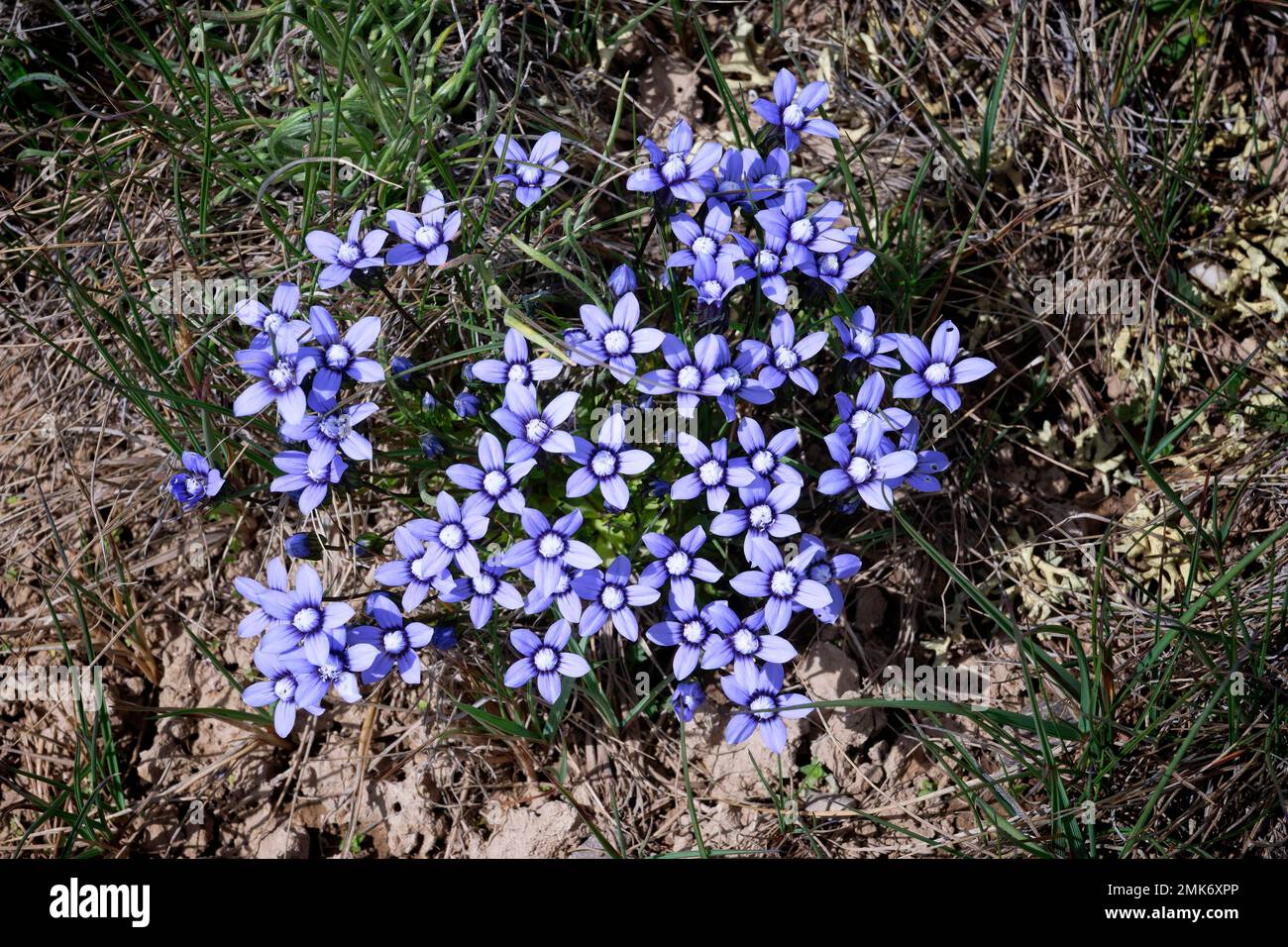 Oder Alpine Forget-Me-Not (Myosotis alpestris), Tian Shan Mountains, Naryn Region, Kirgisistan Stockfoto