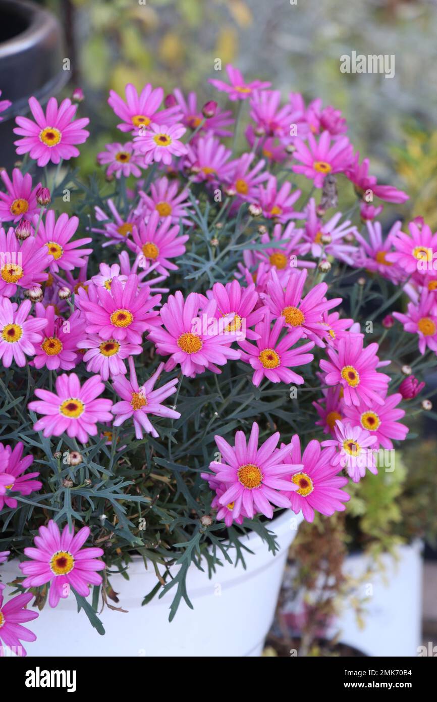 Rosafarbene Marguerite oder rosafarbene marguerite blühen in einem Pflanzentopf im Garten Stockfoto