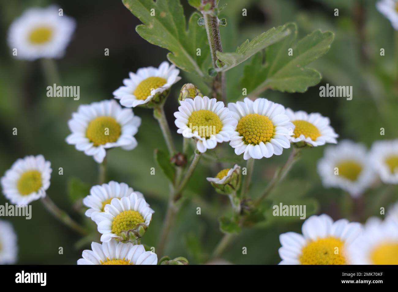 Die Blüte des weißen Chrysanthemums Madiba. Chrysanthemum Indicum Grp Madiba weiß Stockfoto