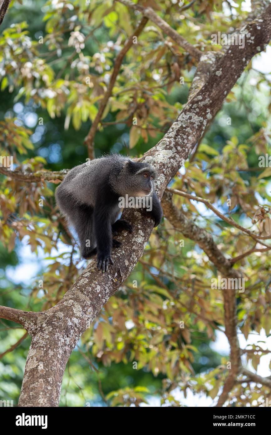 Sykes' Affe (Cercopithecus mitis) auf dem Baum, Ngorongoro-Krater, Tansania Stockfoto