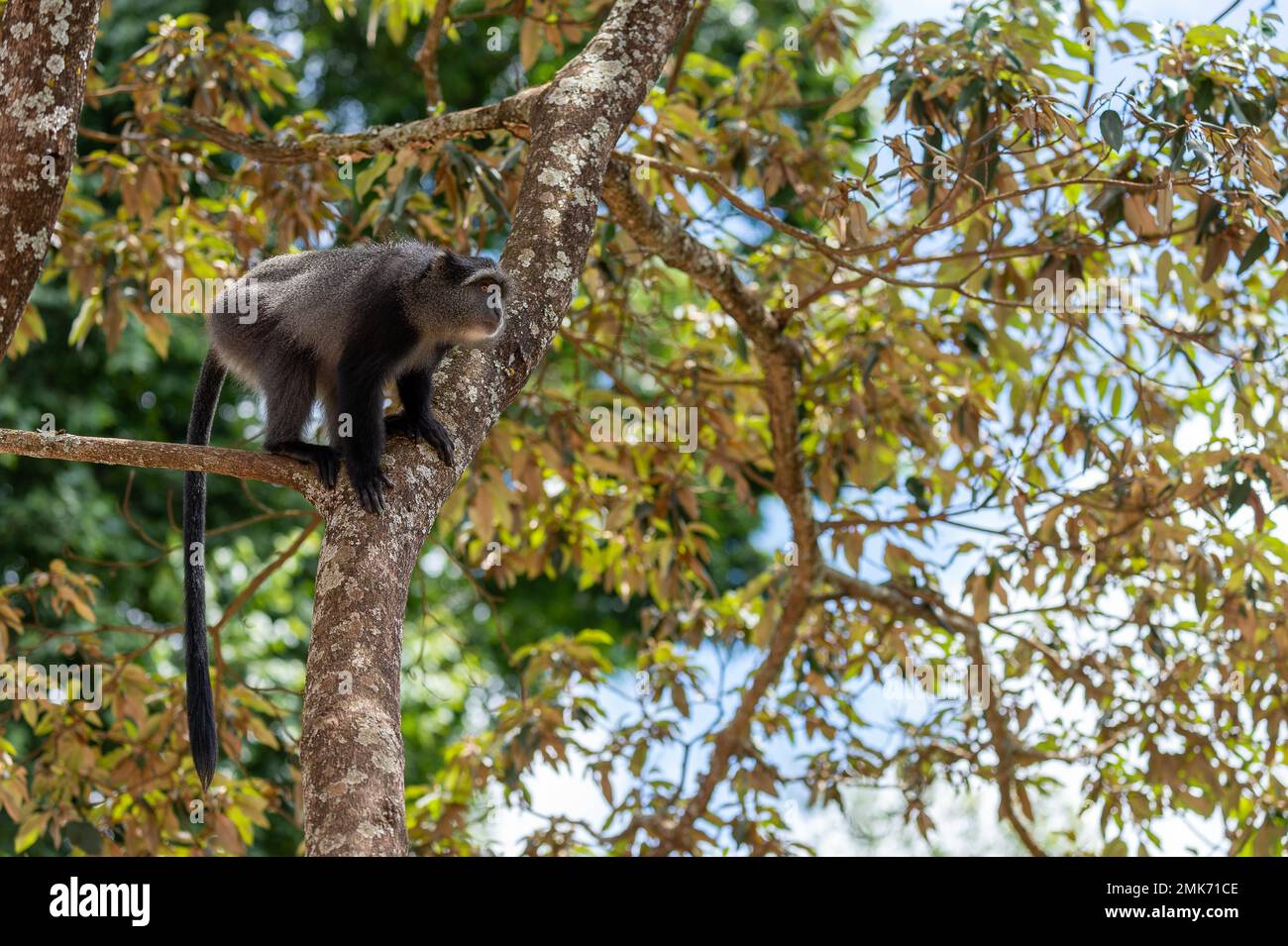Sykes' Affe (Cercopithecus mitis) auf dem Baum, Ngorongoro-Krater, Tansania Stockfoto