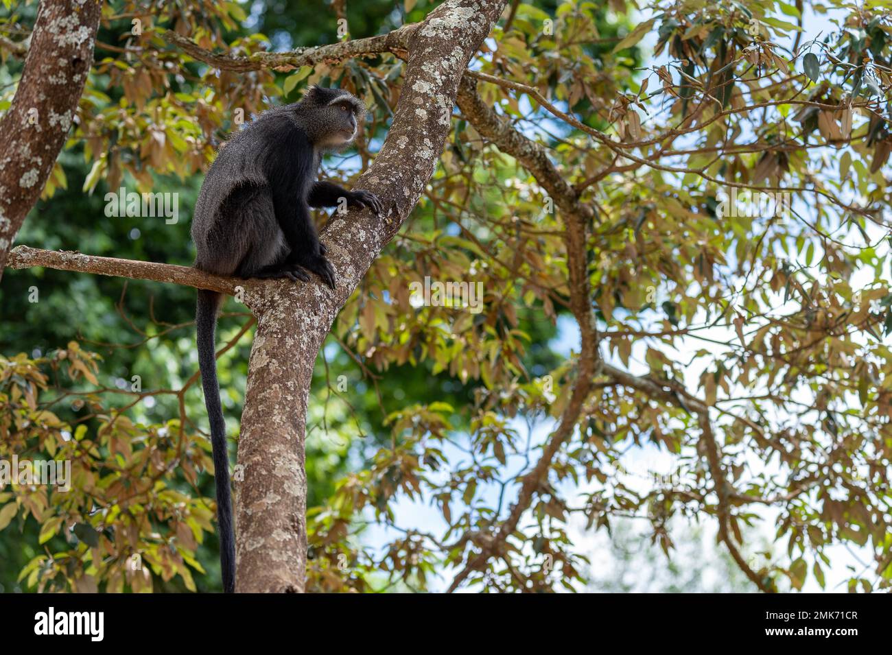 Sykes' Affe (Cercopithecus mitis) auf dem Baum, Ngorongoro-Krater, Tansania Stockfoto