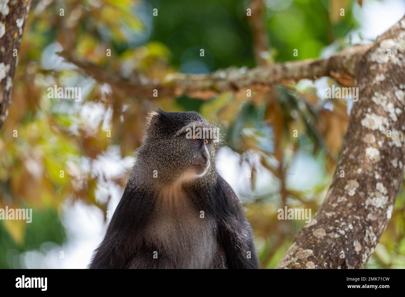 Sykes' Affe (Cercopithecus mitis) auf dem Baum, Ngorongoro-Krater, Tansania Stockfoto