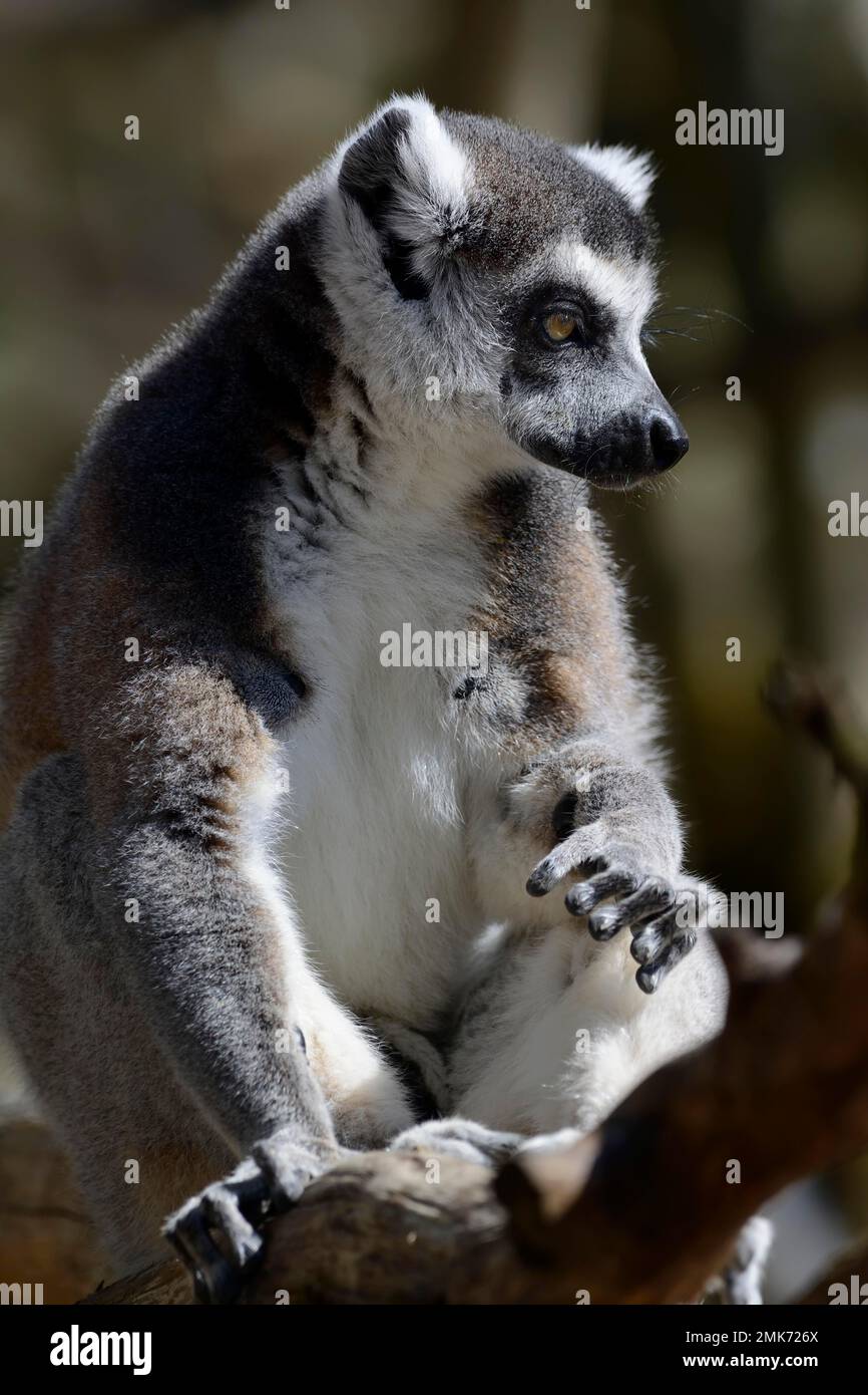Lemur-Ringschildkröte (Lemur catta), Porträt Stockfoto