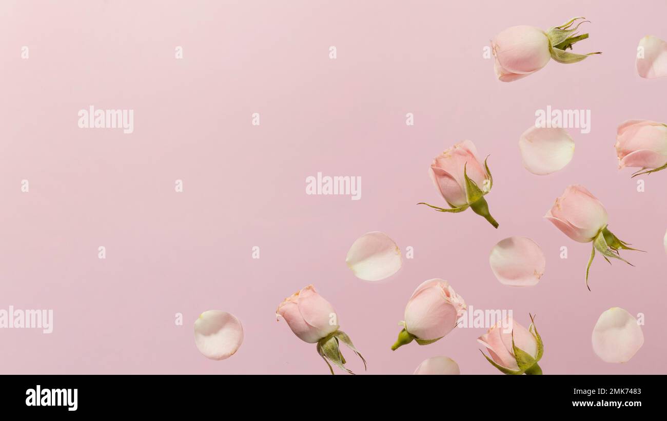 Flach legt rosa Frühlingsrosen mit . Hochauflösendes Foto Stockfoto