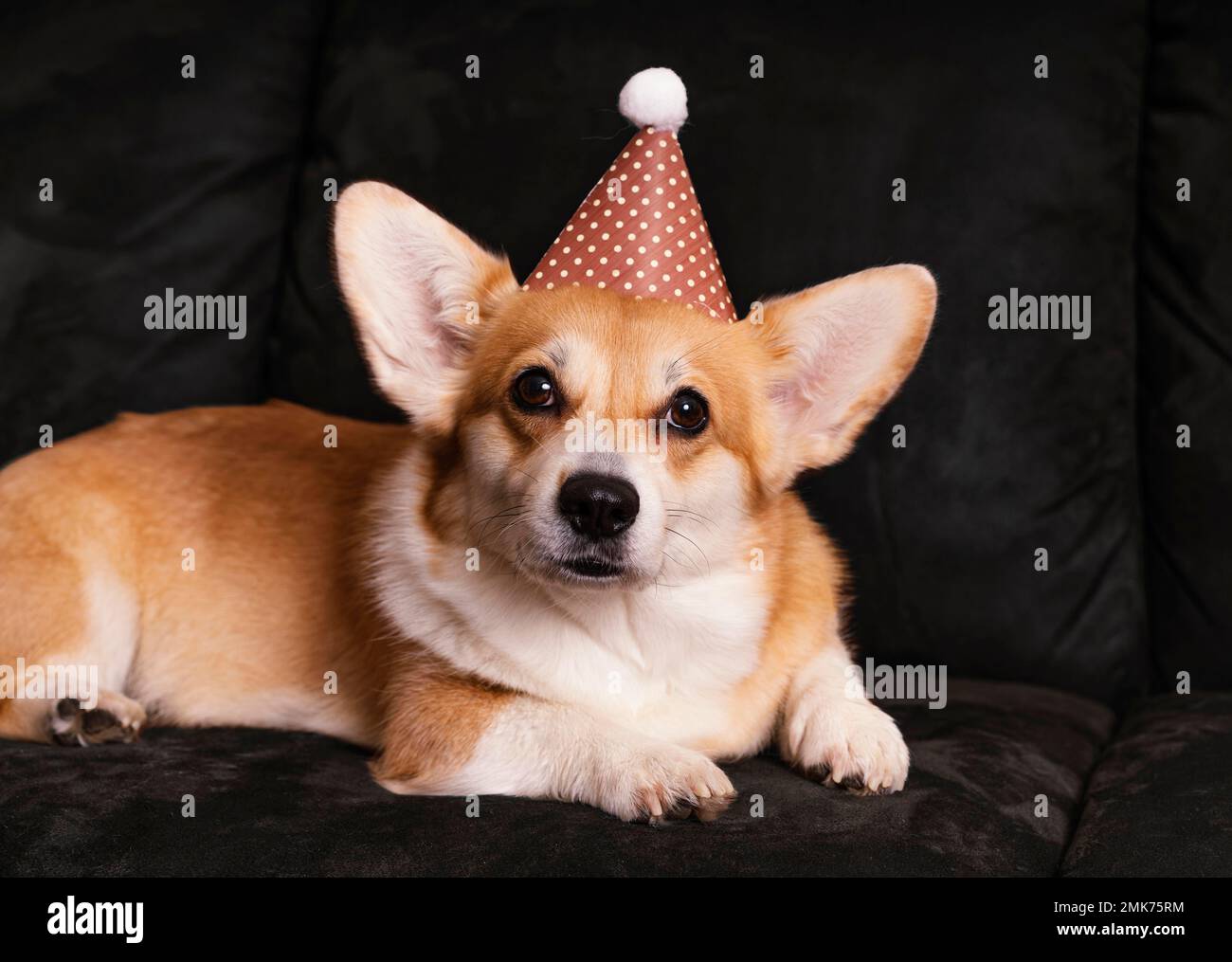 Süßer Hund mit Party-Hut-Couch. Hochauflösendes Foto Stockfoto