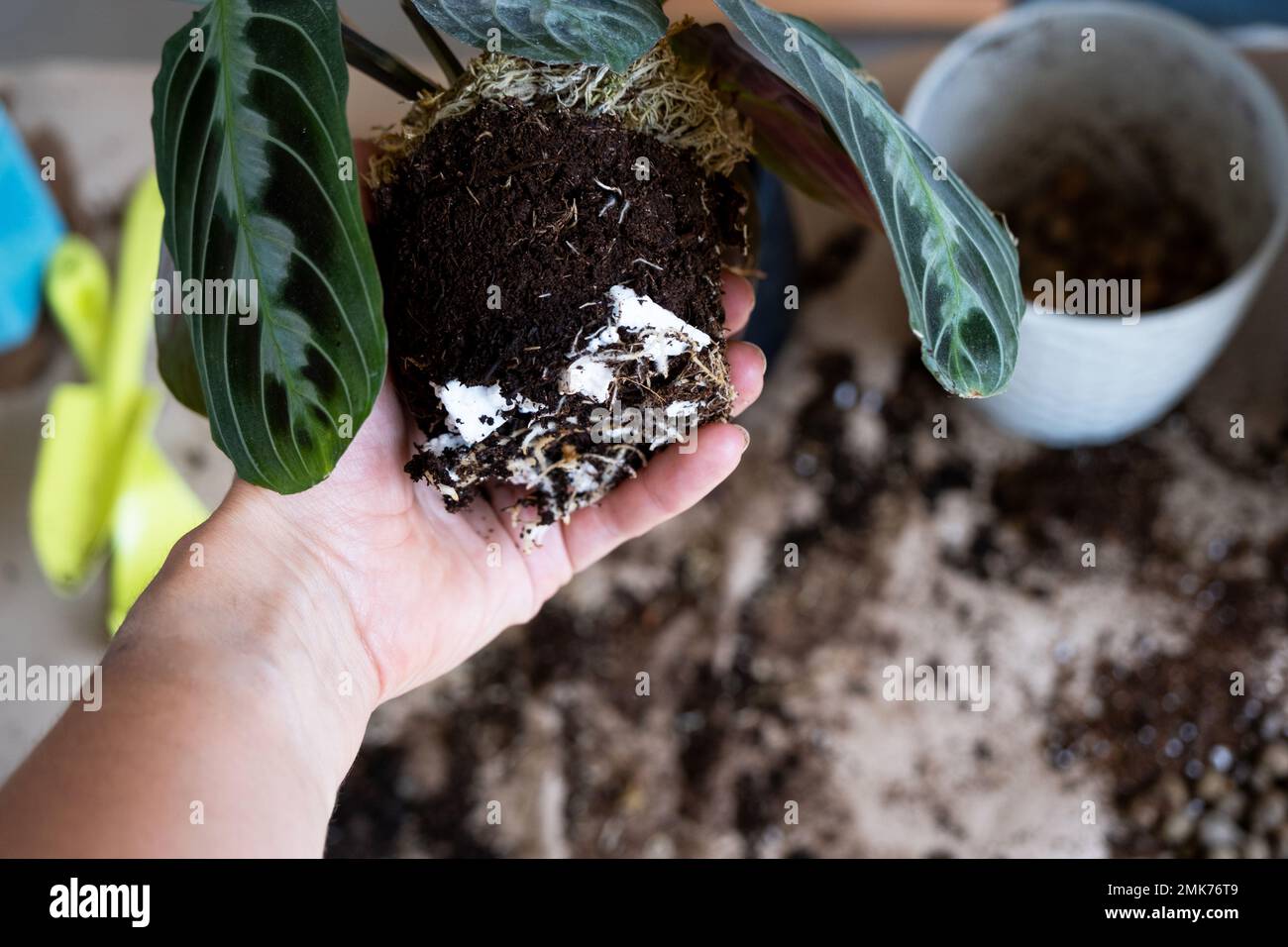Ein Mädchen pflanzt eine Topfpflanze Maranta in einen neuen Boden mit