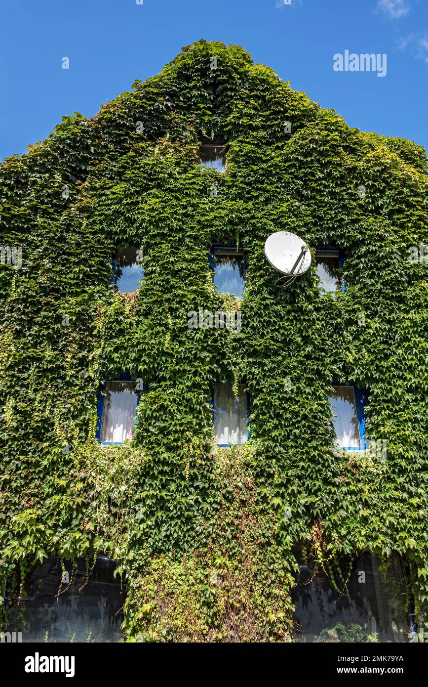 Efeu (Hedera Helix), berwuchertes Haus mit Satellitenantenne, Nidda,  Vogelsberg, Wetteraukreis, Hessen, Deutschland Stockfotografie - Alamy