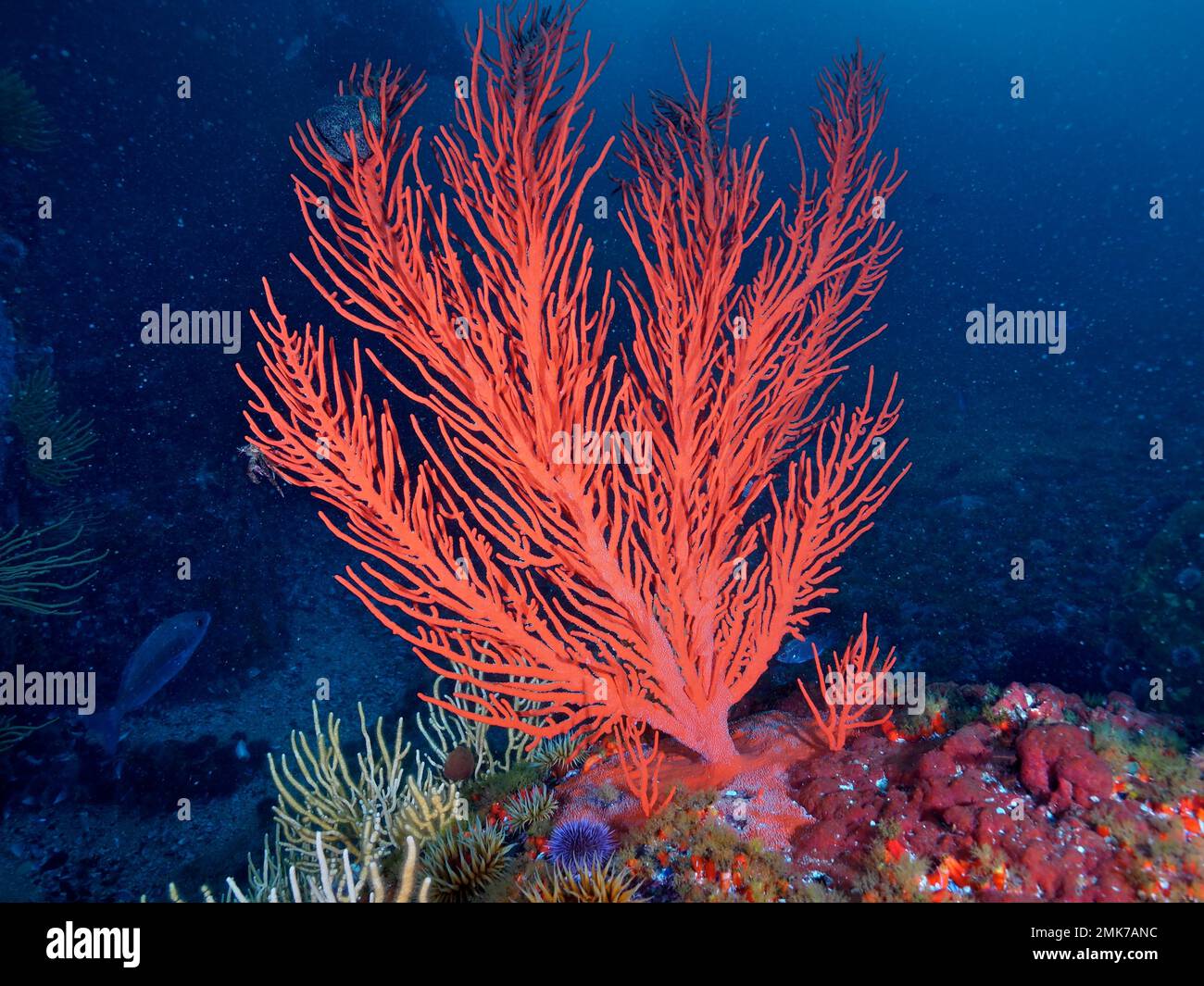 Red Plamate Sea Fan (Leptogorgia palma), False Bay Tauchplatz, Kap der Guten Hoffnung, Kapstadt, Südafrika Stockfoto Red Plamate Sea Fan (Leptogorgia palma), False Bay Tauchplatz, Kap der Guten Hoffnung, Kapstadt, Südafrika Stockfoto