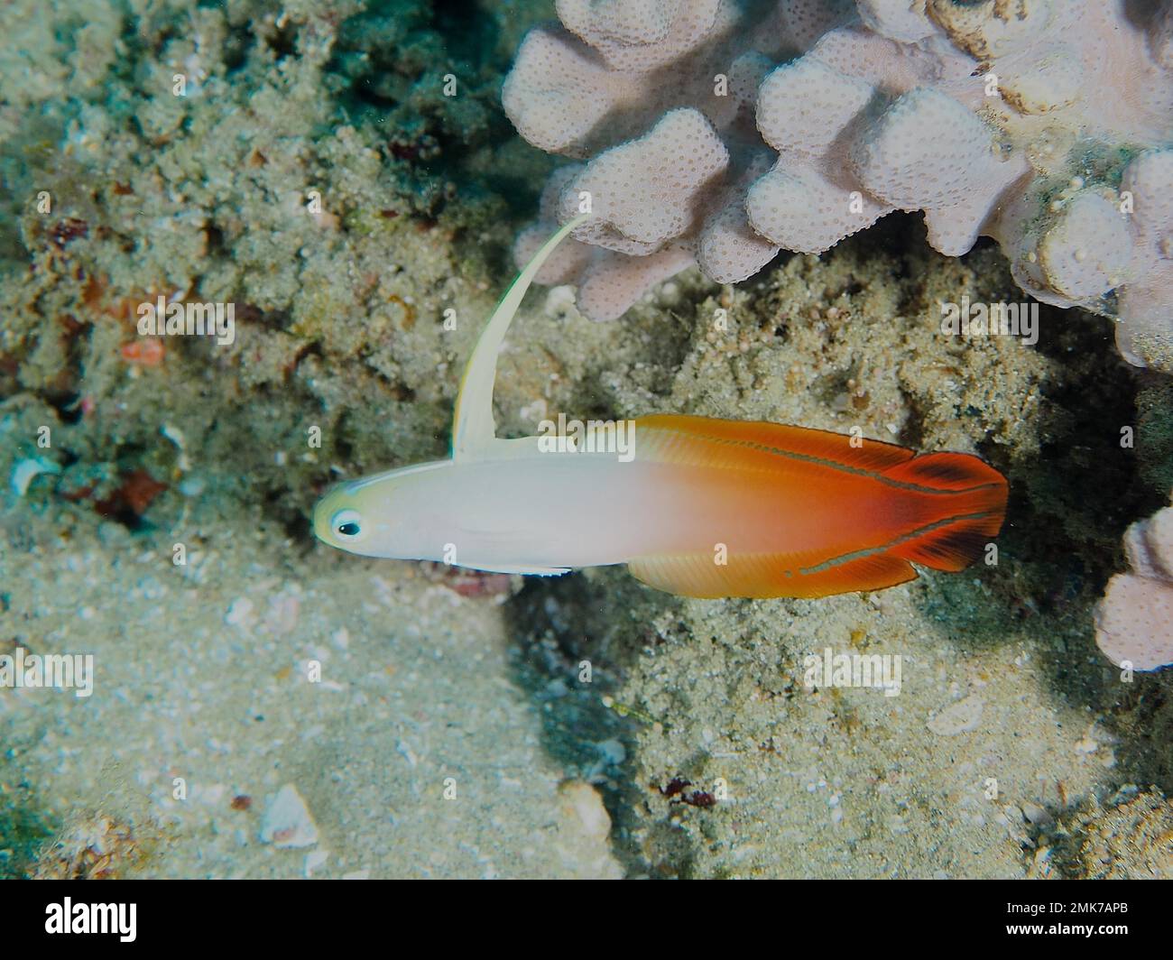 Red Fire Goby (Nemateleotris Magnifica), Sword Goby, Sodwana Bay National Park Dive Site, Maputaland Marine Reserve, KwaZulu Natal, Südafrika Stockfoto