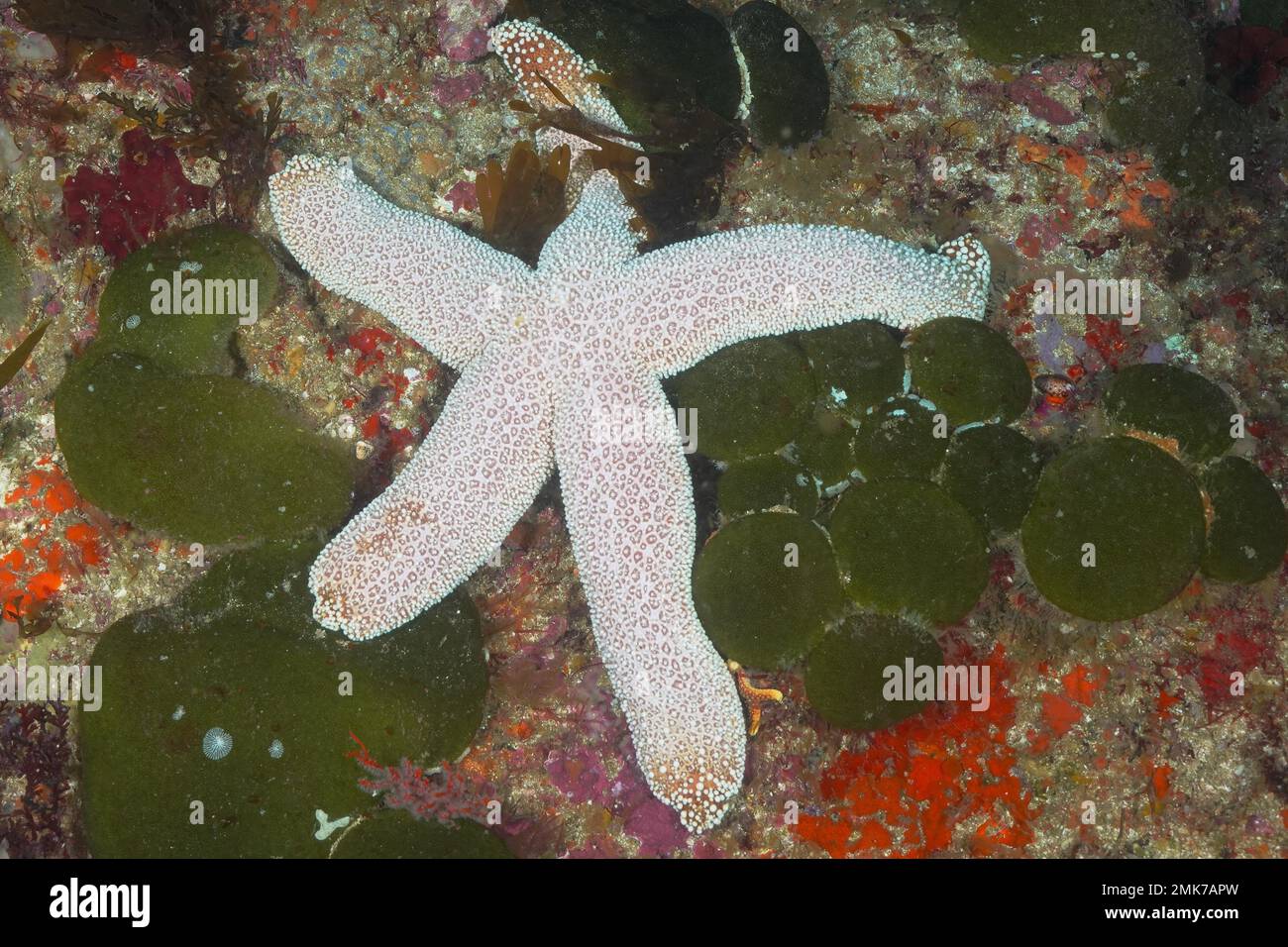 Catalas Starfish (Thromidia catalai), Protea Banks Tauchplatz, Margate, KwaZulu Natal, Südafrika Stockfoto