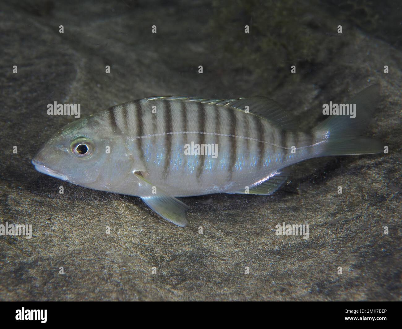 Sandsteenbras (Lithognathus mormyrus) bei Nacht, El Cabron Meeresschutzgebiet Tauchplatz, Arinaga, Gran Canaria, Spanien, Atlantischer Ozean Stockfoto