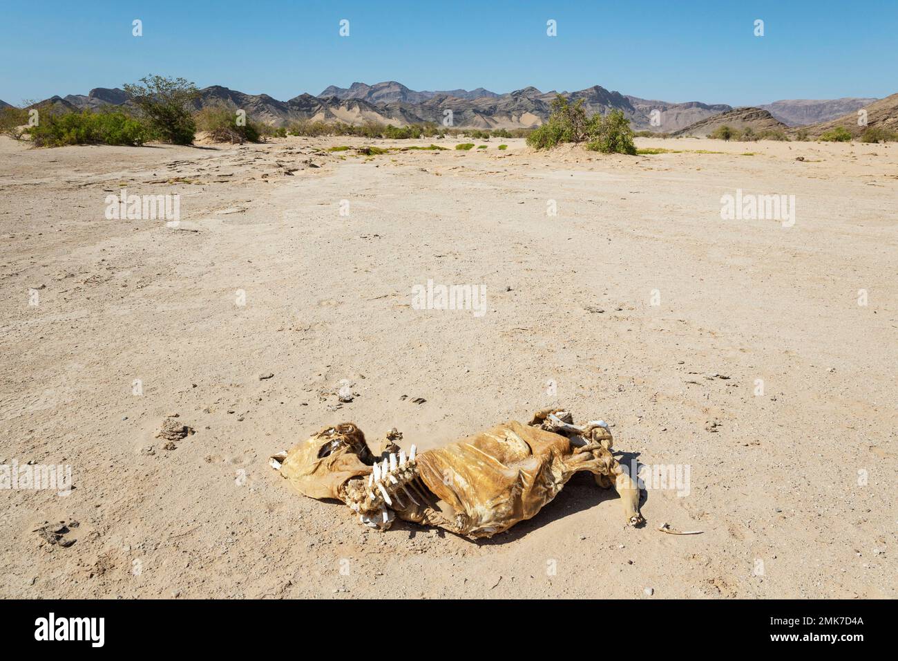 Schlachtkörper eines Nutztieres, der Opfer der lang anhaltenden Dürre im Nordwesten Namibias, Damaraland, Kunene, Namibia wurde Stockfoto