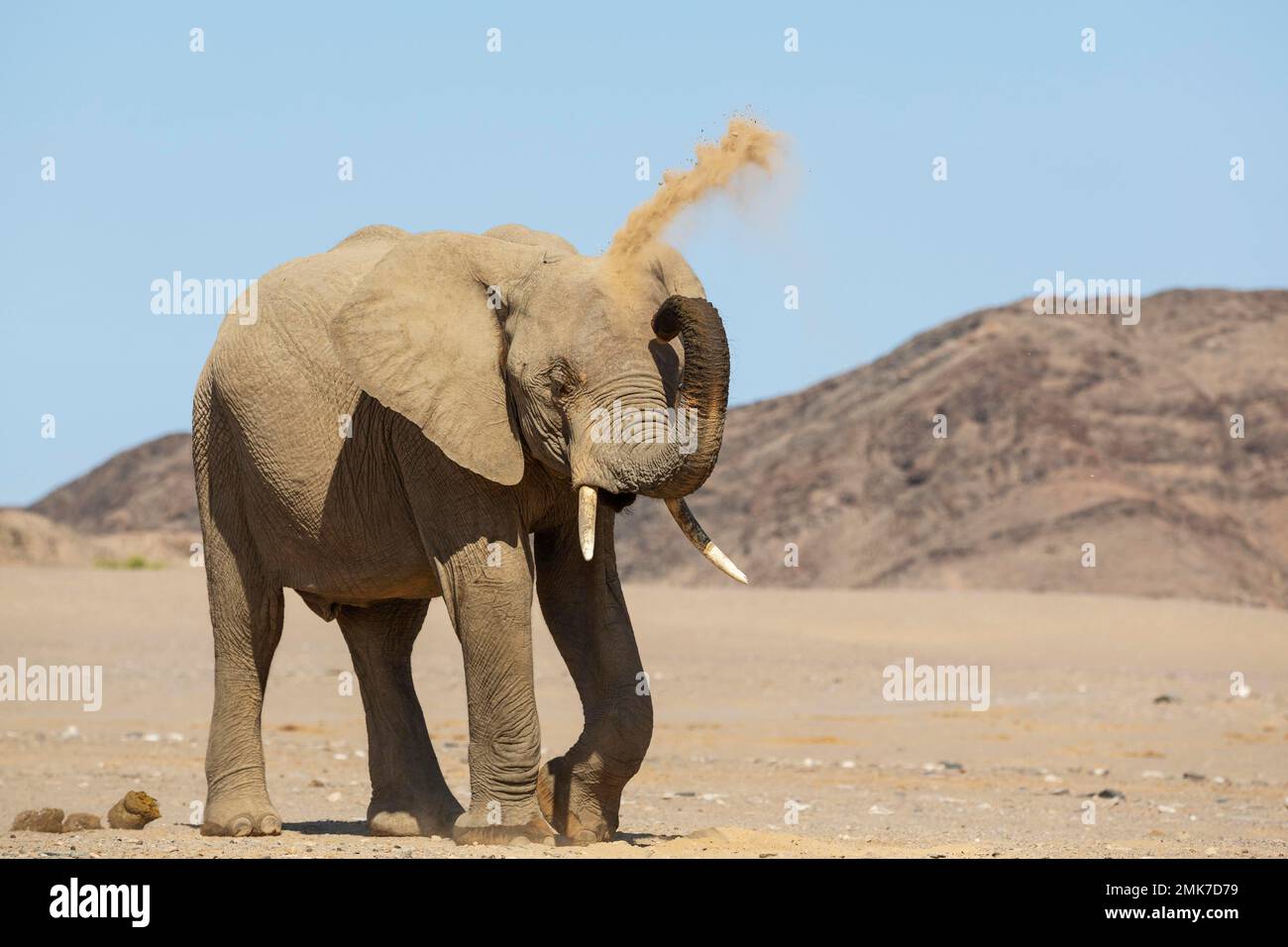 Afrikanischer Elefant (Loxodonta africana), sogenannter Wüstenelefant, Kuh mit Staubbad in der Nähe des Hoanib-Flusses, Damaraland, Kunene Stockfoto