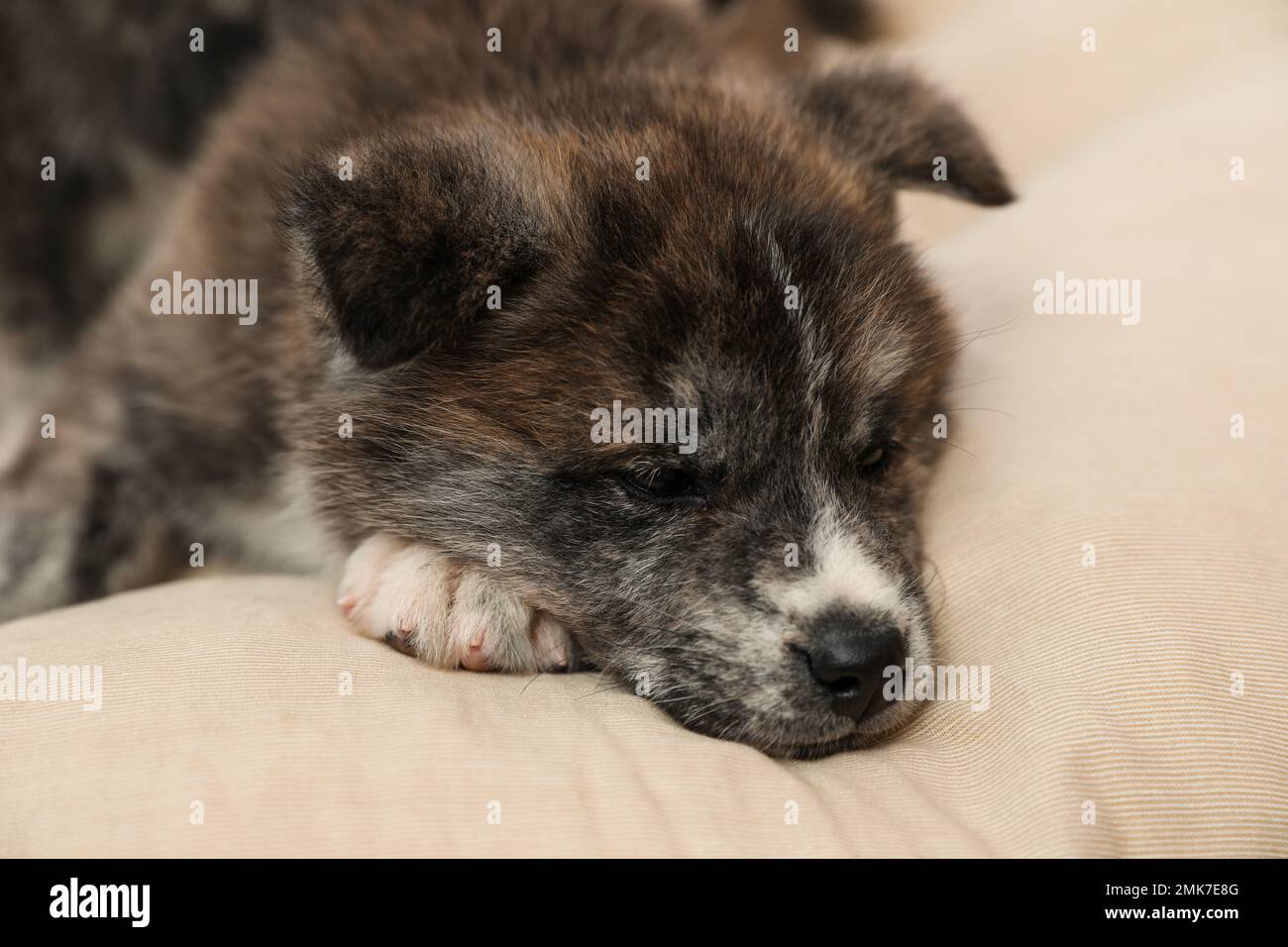 Akita inu Welpe auf Kissen. Süßer Hund Stockfoto