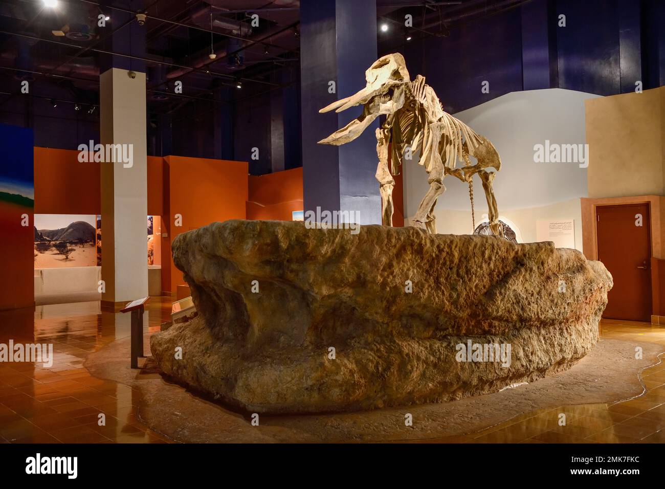 Skelett eines Platybelodon, ausgestorbene Gattung von Proboscideans aus Miozene, Nationalmuseum, Riad, Saudi-Arabien Stockfoto