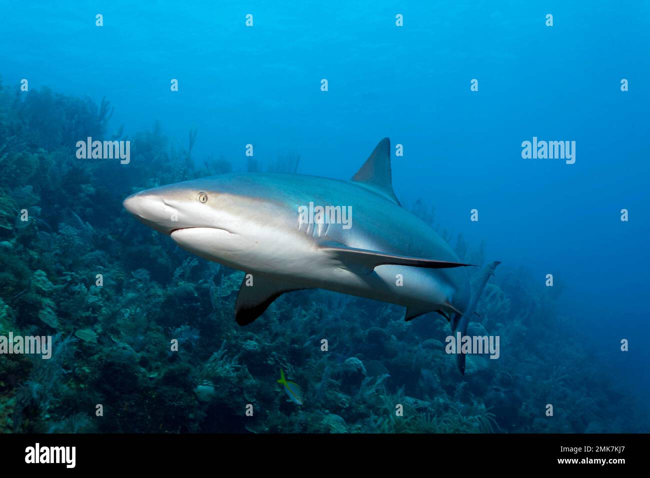 Karibischer Riffhai (Carcharhinus perezi), Schwimmen über Korallenriff, Jardines de la Reina, Karibisches Meer, Republik Kuba, Karibisches Meer Stockfoto