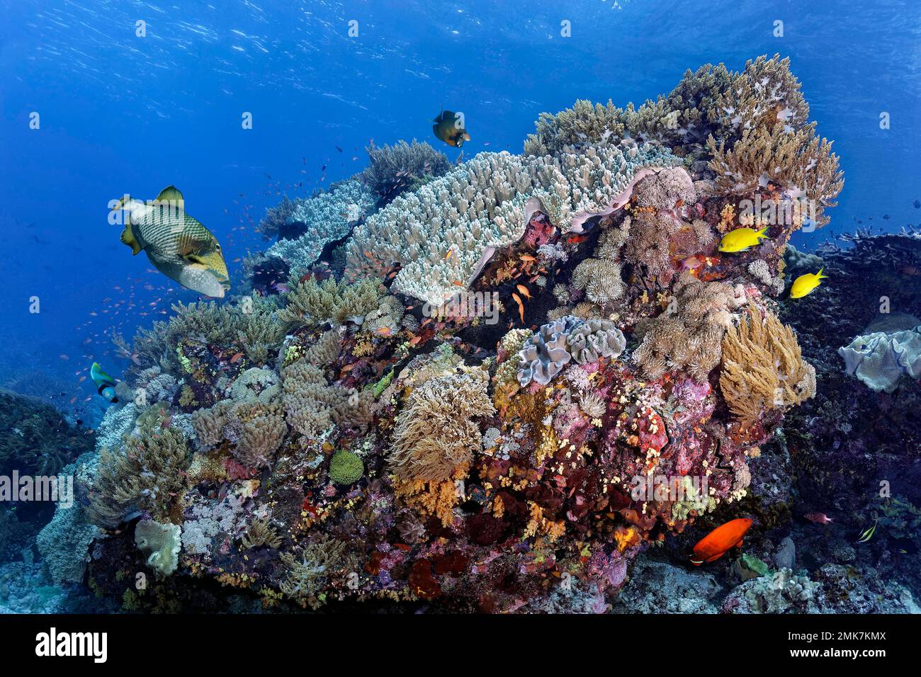 Intaktes Korallenriff, Korallenblock mit verschiedenen Weichkorallen (Alcyonacea), Titan-Triggerfisch oben links (Balistoides viridescens), Flaggenschwanz unten links Stockfoto