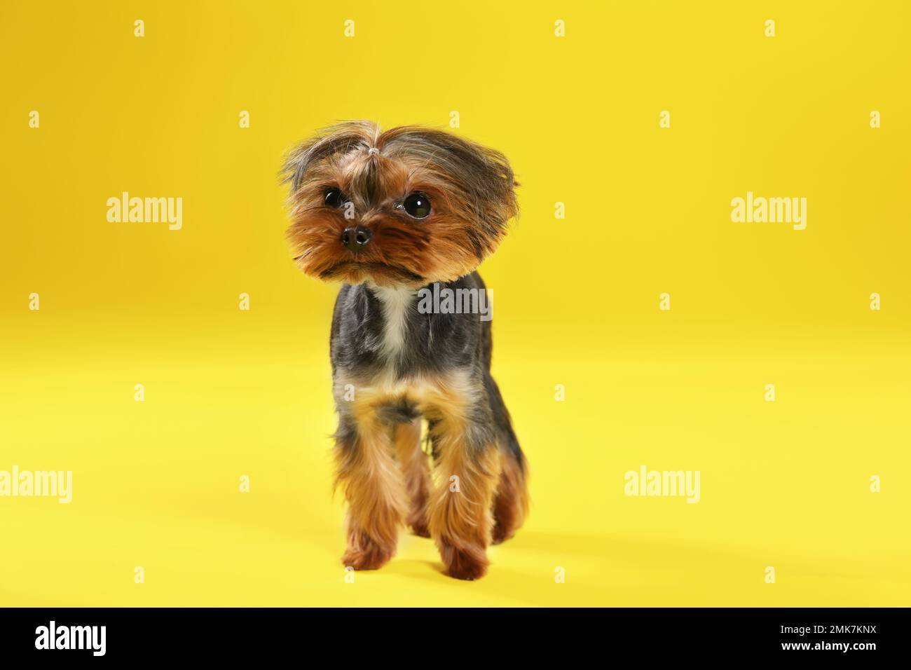 Süßer Yorkshire-Terrier-Hund auf gelbem Hintergrund Stockfoto