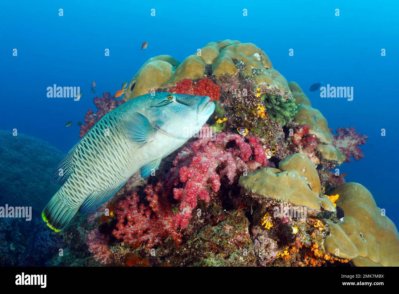 Napoleon-Humphead-Rasse (Cheilinus undulatus), halb erwachsen, schwimmt über Korallenriff dicht bedeckt mit Korallen, Schwämmen und niederen Tieren, unten Stockfoto