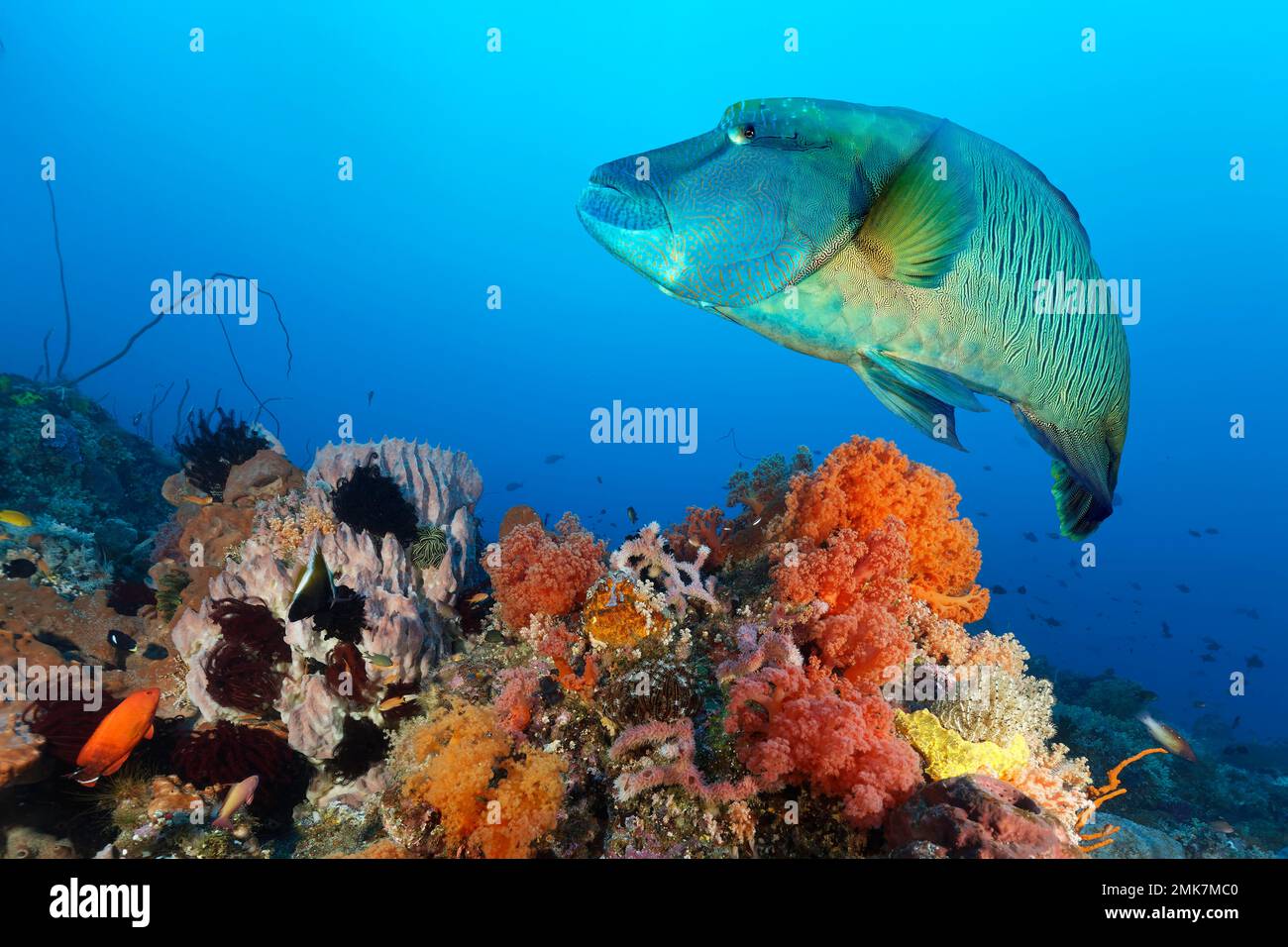 Napoleon-Humphead-Rasse (Cheilinus undulatus), ausgewachsen, schwimmt über Korallenriff dicht bedeckt mit Korallen, Schwämmen und niederen Tieren, unterhalb der Lippen Stockfoto