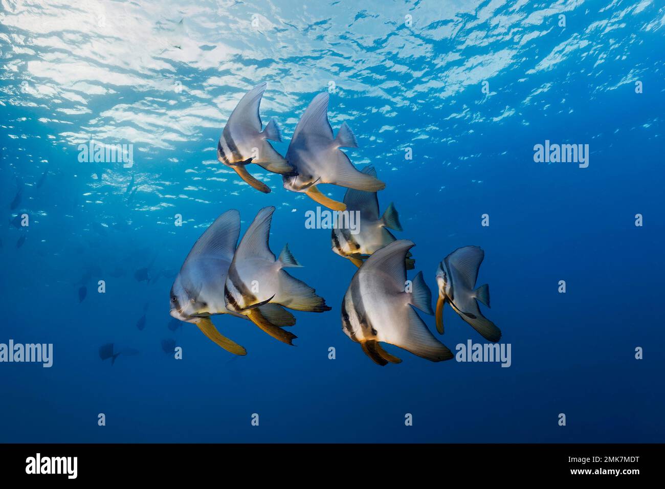 Scholle, Longfin-Batfisch (Platax teira), halb erwachsen, schwimmt unter der Oberfläche im offenen Meer, Pazifik, Great Barrier Reef, UNESCO-Welt Stockfoto