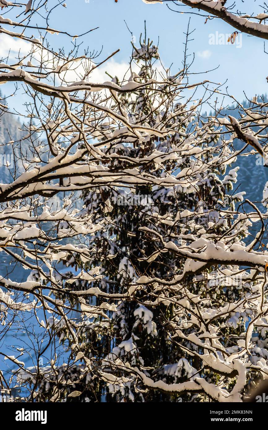 Kaltes Winterwetter im Park oder Frost mit Kiefer- und Fichtenbäumen, Nadelbäume in der Wintersaison, Wintersaison mit Schnee im Stockfoto