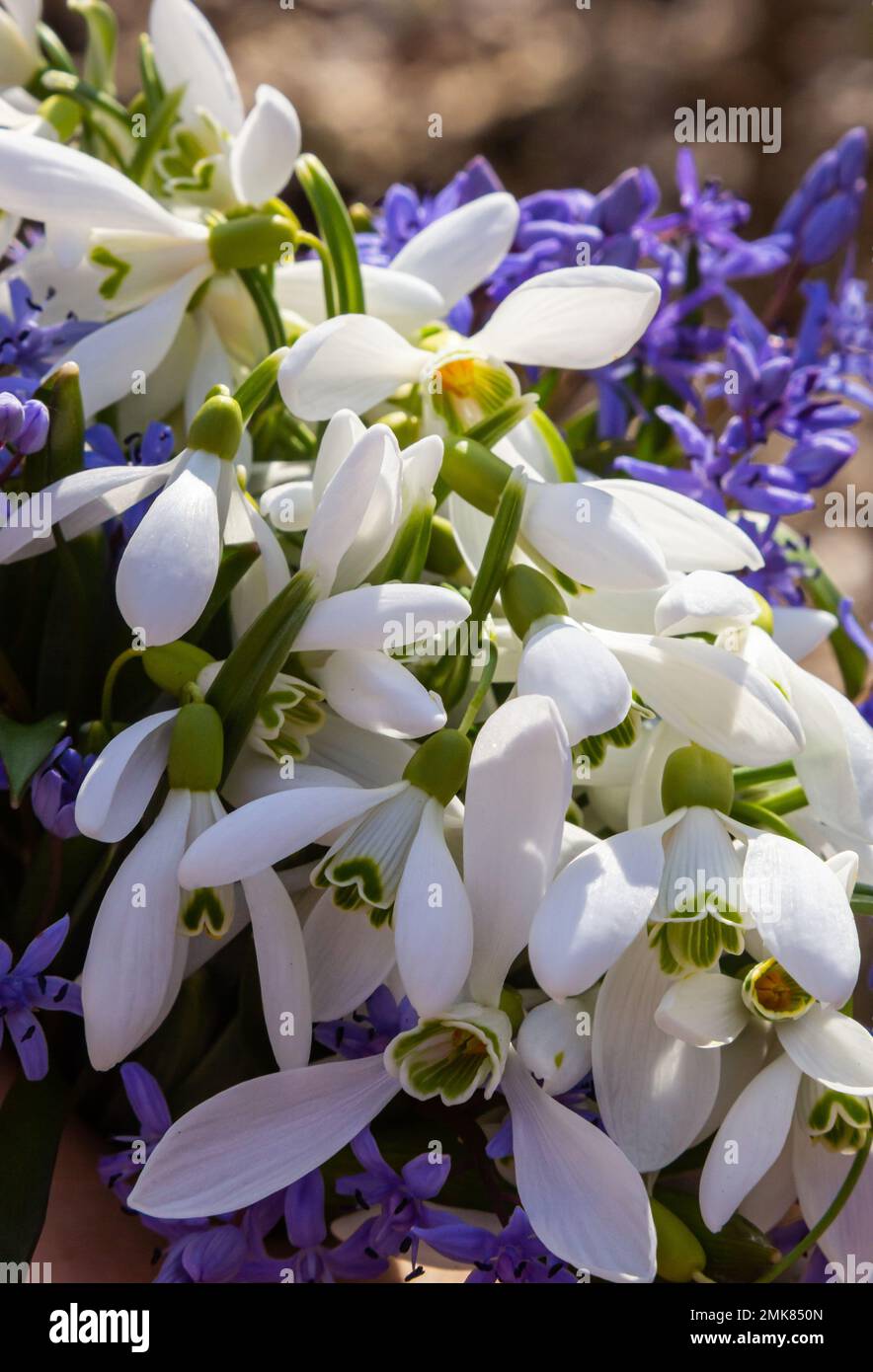 Ein großer Strauß Schneetropfen in meiner Hand. Die ersten Frühlingsblumen im Wald. Stockfoto