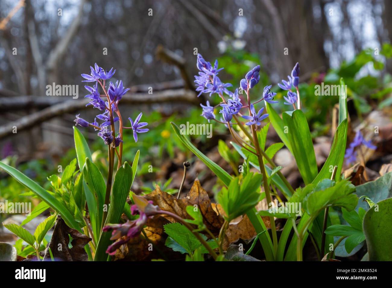 Im Frühling blühen die Ephemeroiden Scilla bifolia vor dem Hintergrund der Solarscheibe. Scilla bifolia in einem natürlichen Lebensraum. Stockfoto