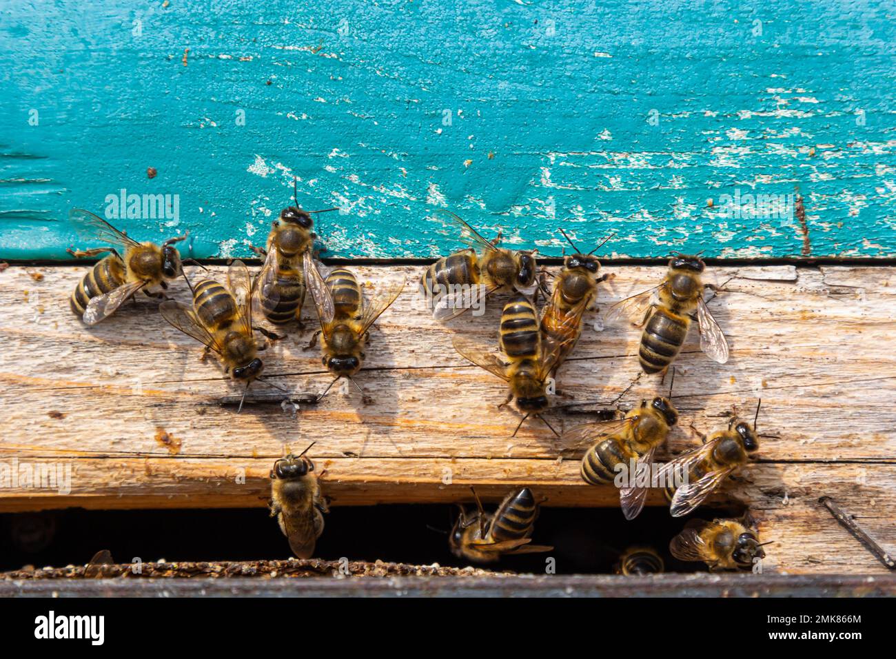 Honigbienen kommen in den Bienenstock. Bienen am Eingang zum Bienenstock Nahaufnahme auf blauem Hintergrund des Bienenstocks. Bienen, Bienenstock, Bienenzucht, Honigproduktion. Nach Hause Stockfoto