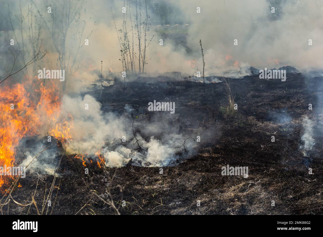 Verbrenntes altes trockenes Gras. Die Zunge brennt rot und verbrennt trockenes, gelbliches Gras in Rauch. Stockfoto