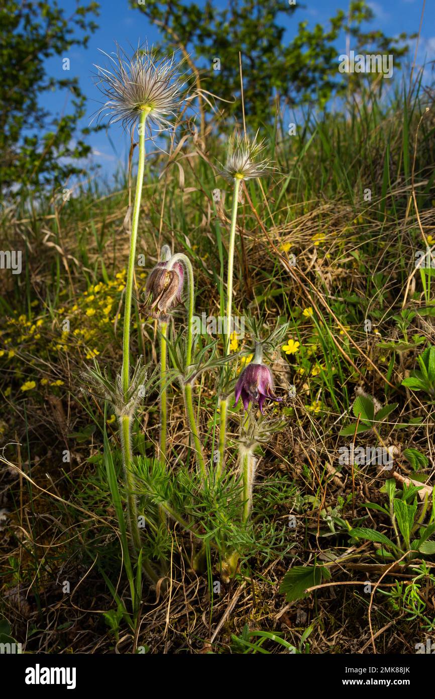 Pulsatilla pratensis, das kleine Pasqueflowe. Giftpflanze im Naturschutz. Stockfoto