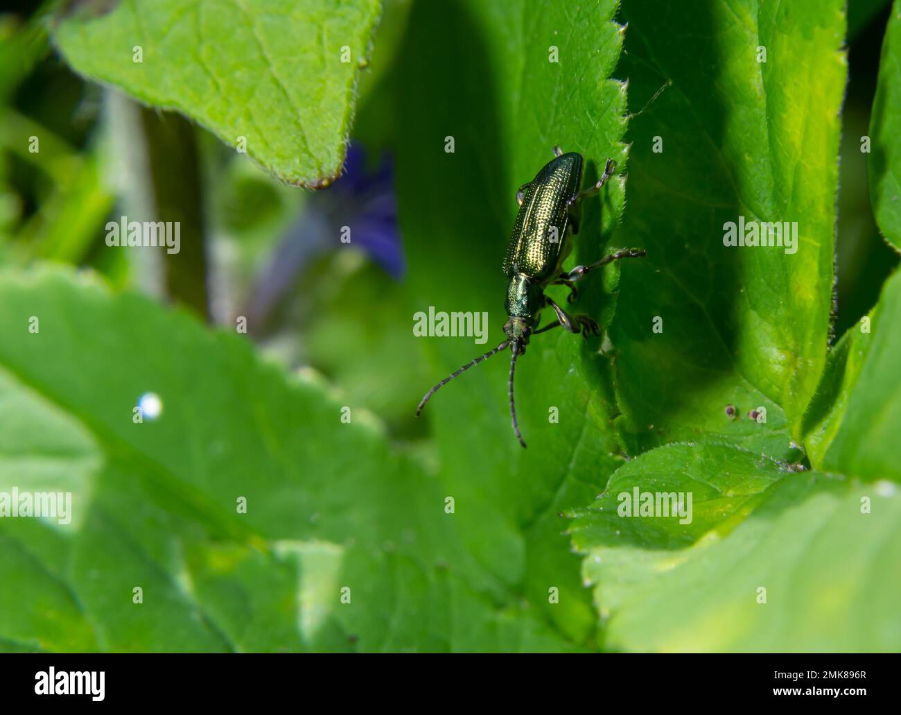 Großer goldgrüner Käfer Spanische Fliege, cantharis lytta vesicatoria. Die Quelle des terpenoiden Cantharidins, eines toxischen Blasenbildners, der einst als AP verwendet wurde Stockfoto