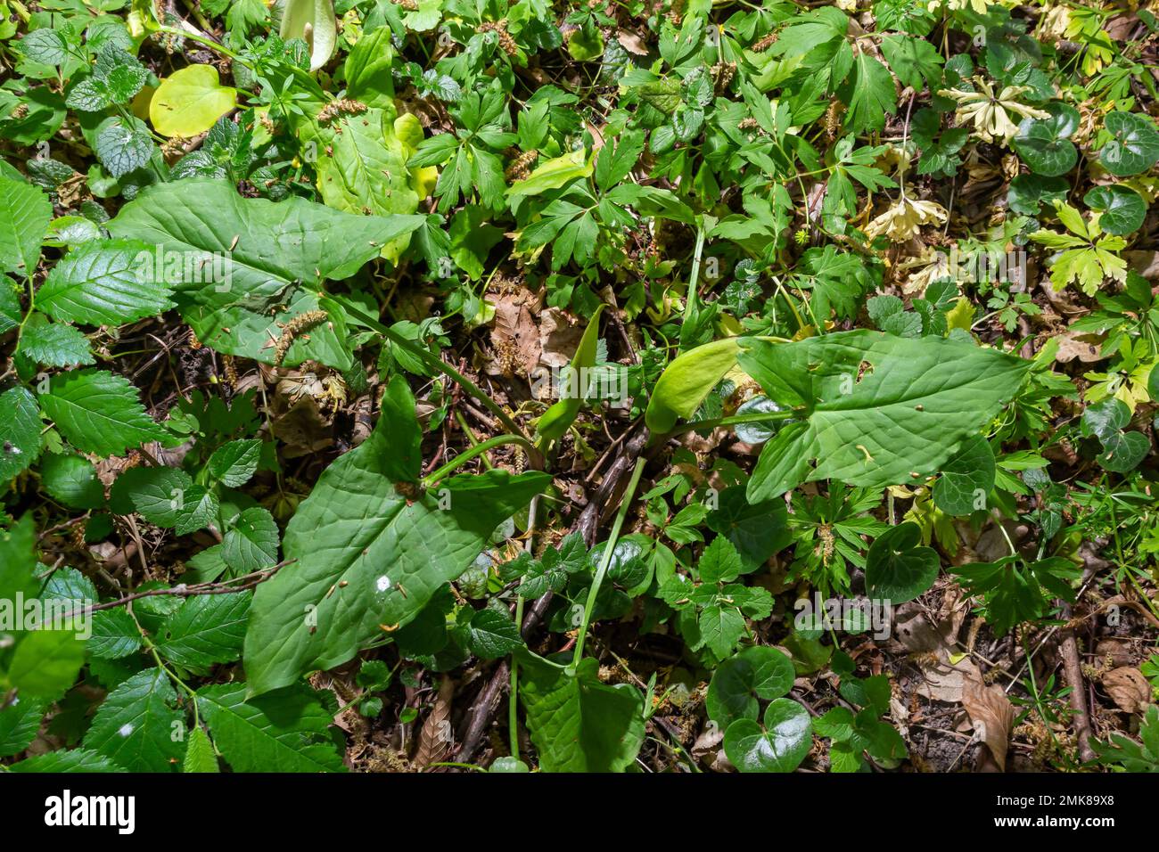 Blume des Herrn und der Damen oder Schlangenkopfpflanze, Arum maculatum. Stockfoto