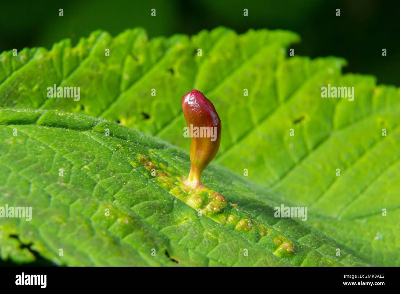 Parasitäre Pflanzen auf den Blättern von Kalkbäumen. Röhrenwucherungen an den Blättern des Lindenbaumes. Stockfoto